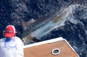 Hawaii Fishing Charters for Blue Marlin on the Humdinger in Kona Hawaii