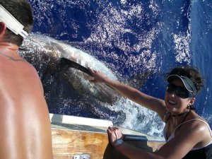 Hawaii Fishing Tag and Release Blue Marlin