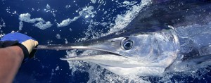 Kona Hawaii Fishing charters for Blue Marlin on the Humdinger