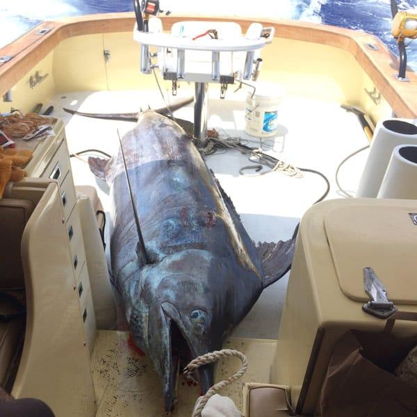 Kona Sport Fishing - Blue Marlin