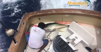 The Yellowfin Tuna Bite Continues