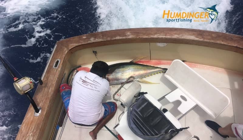 The Yellowfin Tuna Bite Continues