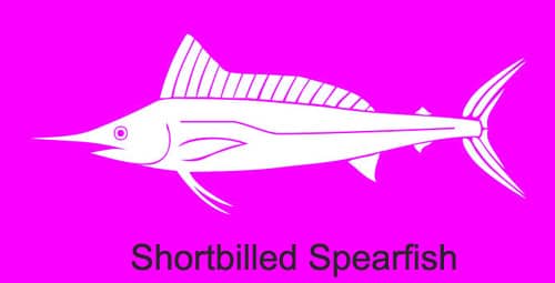Shortbilled Spearfish